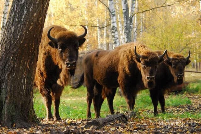 Окский государственный биосферный заповедник